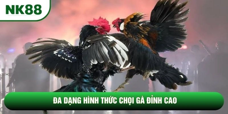 Đa dạng hình thức chọi gà đỉnh cao