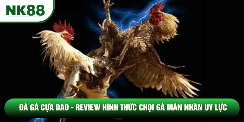 Đá Gà Cựa Dao - Review Hình Thức Chọi Gà Mãn Nhãn Uy Lực