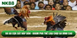Đá Gà Cựa Sắt Hấp Dẫn - Khám Phá Thể Loại Chọi Gà Đỉnh Cao