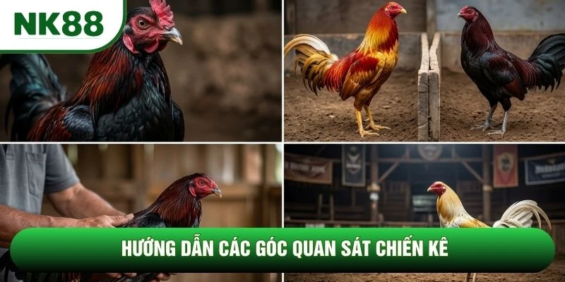 Hướng dẫn các góc quan sát chiến kê