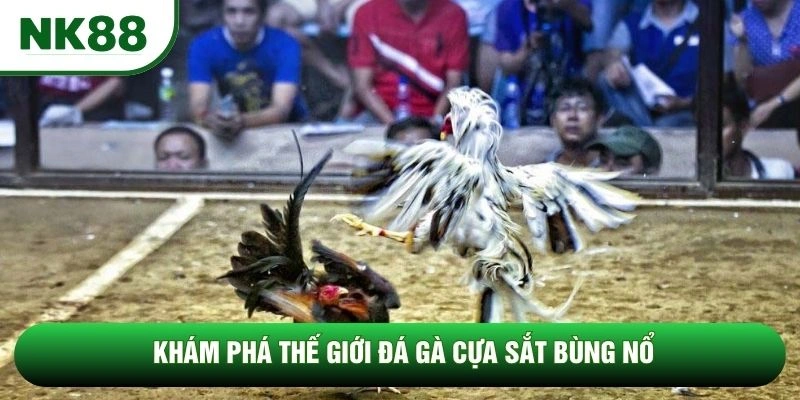 Khám phá thế giới đá gà cựa sắt bùng nổ Khám phá thế giới đá gà cựa sắt bùng nổ