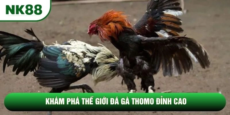 Khám phá thế giới đá gà Thomo đỉnh cao