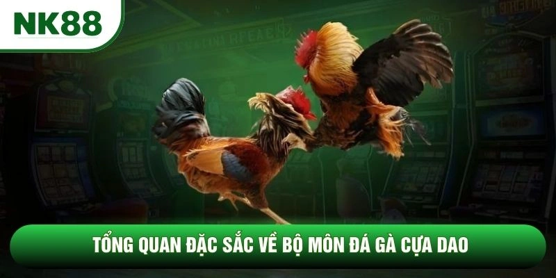 Tổng quan đặc sắc về bộ môn đá gà cựa dao Tổng quan đặc sắc về bộ môn đá gà cựa dao