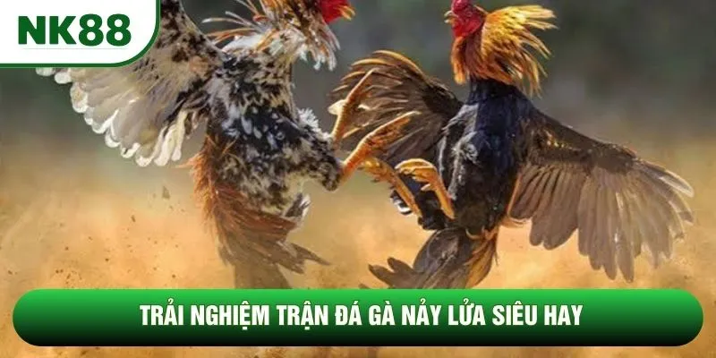 Trải nghiệm trận đá gà nảy lửa siêu hay